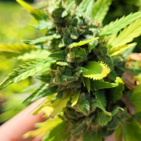 "March 3" growlog timeline photo