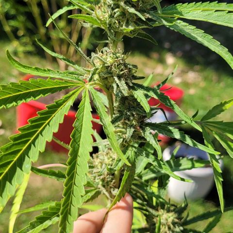 OG Skittles clone growlog timeline photo