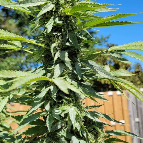 Gelato growlog timeline photo