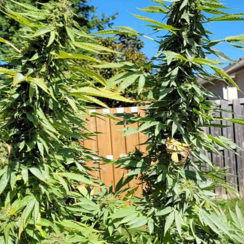 Gelato growlog timeline photo