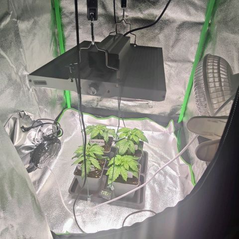 Super Silver Haze #1 growlog timeline photo