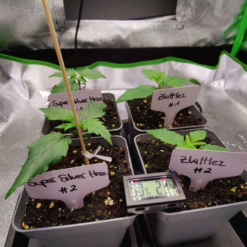 Super Silver Haze #1 growlog timeline photo
