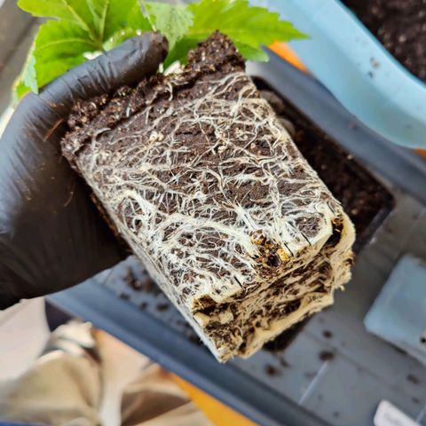 Super Silver Haze #1 growlog timeline photo