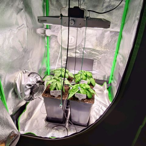 Super Silver Haze #1 growlog timeline photo