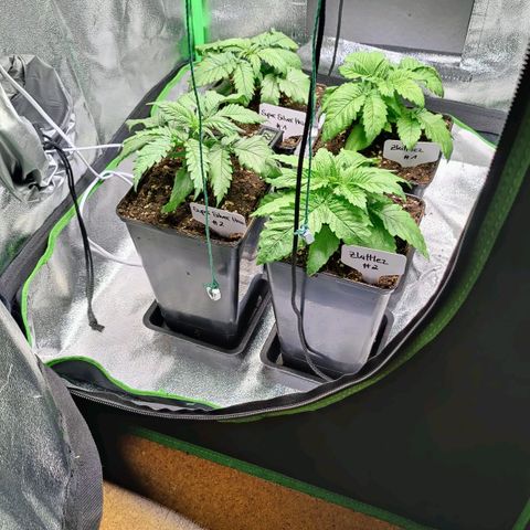 Super Silver Haze #1 growlog photo: Scheinen das umtopfen gut vertragen zu haben.