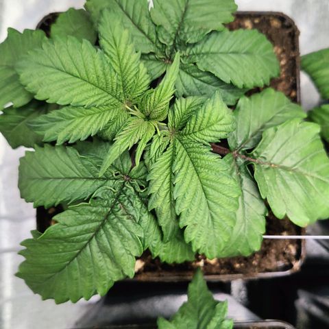 Super Silver Haze #1 growlog timeline photo
