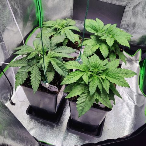Super Silver Haze #1 growlog photo: Vor zwei Tagen habe ich den Abstand der Lampe erhöht, da der ppfd-Wert nach den Abstandsabgeben des Herstellers viel zu hoch war. Ich bin super zufrieden, wie sich die Pflanzen erholt haben. Sie wirken nicht mehr so trocken.