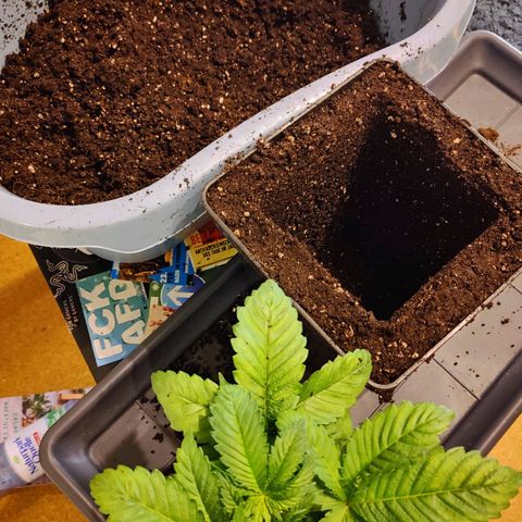 Super Silver Haze #1 growlog timeline photo