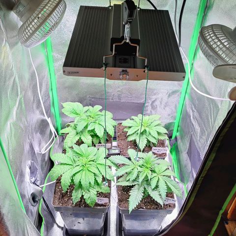 Super Silver Haze #1 growlog timeline photo