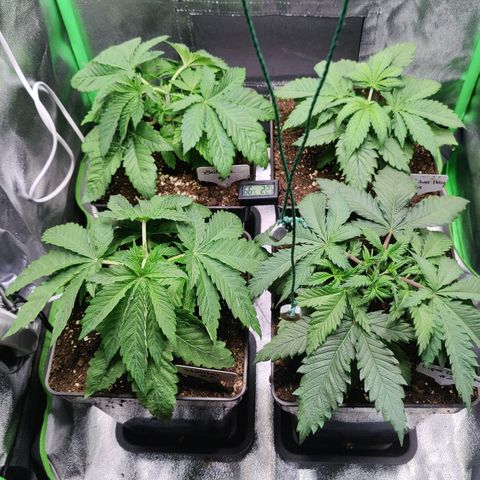 Super Silver Haze #1 growlog photo: Bild 1: nach dem Toppen
Bild 2: nach dem Toppen und dem Entlauben