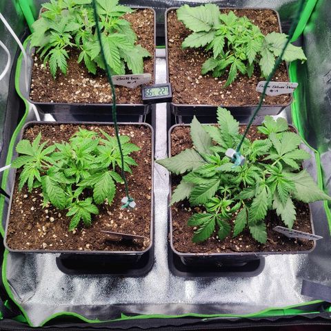Super Silver Haze #1 growlog photo: Bild 1: nach dem Toppen
Bild 2: nach dem Toppen und dem Entlauben
