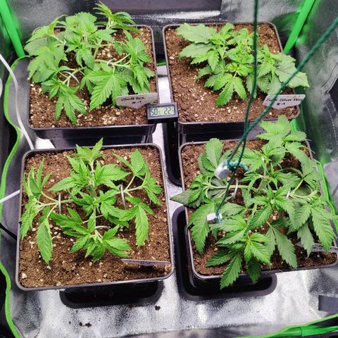 Super Silver Haze #1 growlog photo: Nach LST