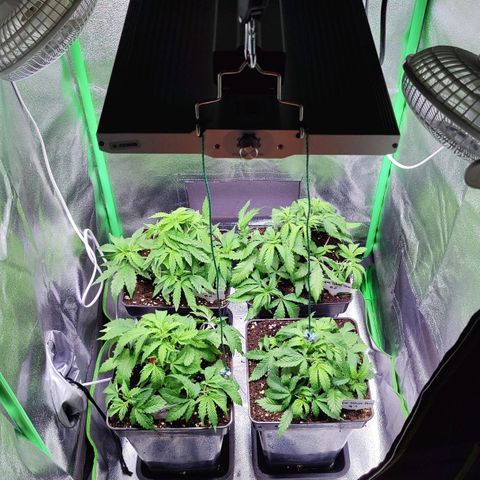 Super Silver Haze #1 growlog timeline photo