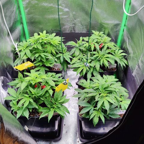 Super Silver Haze #1 growlog timeline photo