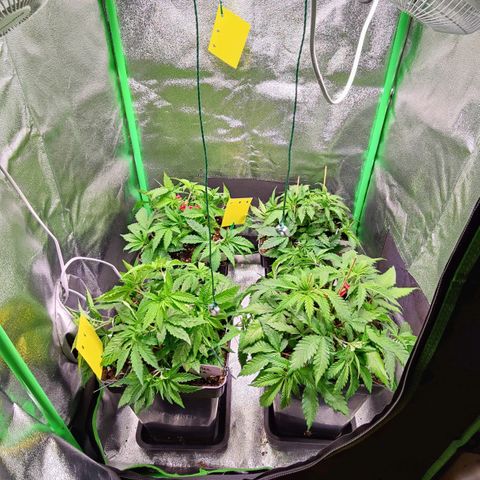 Super Silver Haze #1 growlog timeline photo