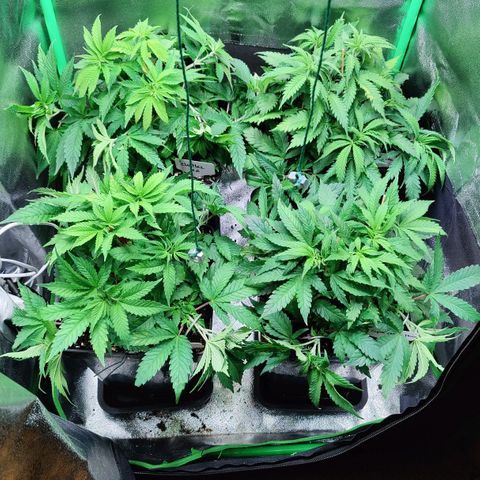 Super Silver Haze #1 growlog timeline photo