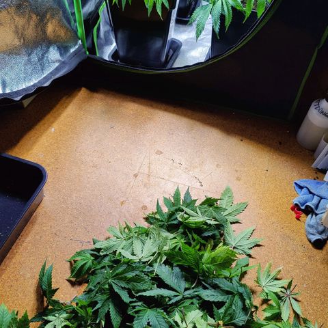 Super Silver Haze #1 growlog timeline photo