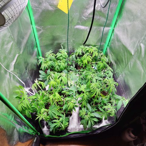 Super Silver Haze #1 growlog timeline photo
