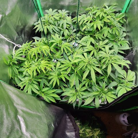 Super Silver Haze #1 growlog timeline photo