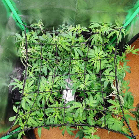 Super Silver Haze #1 growlog timeline photo