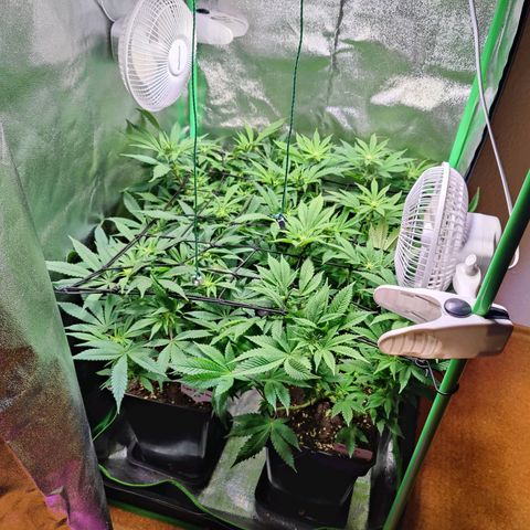 Super Silver Haze #1 growlog timeline photo