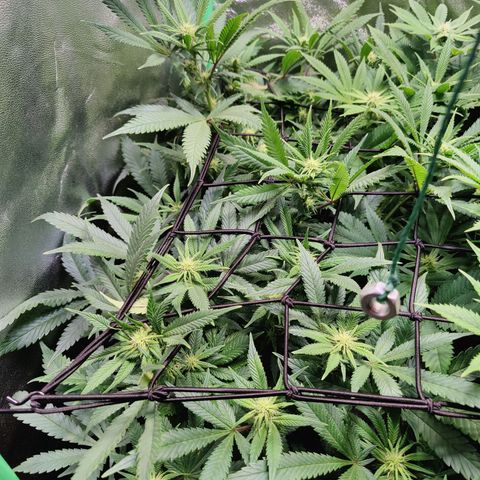 Super Silver Haze #1 growlog timeline photo