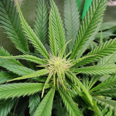 Super Silver Haze #1 growlog timeline photo