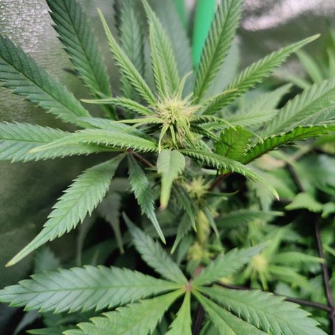 Super Silver Haze #1 growlog timeline photo
