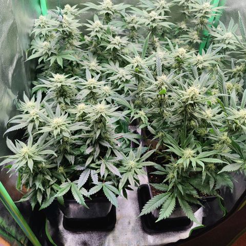 Super Silver Haze #1 growlog timeline photo