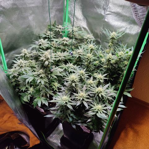 Super Silver Haze #1 growlog timeline photo