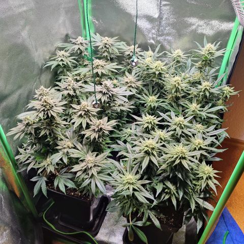 Super Silver Haze #1 growlog timeline photo