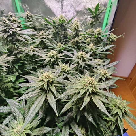 Super Silver Haze #1 growlog timeline photo