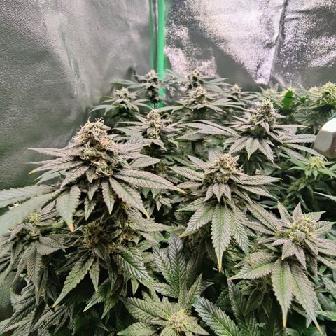 Super Silver Haze #1 growlog timeline photo