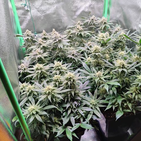 Super Silver Haze #1 growlog timeline photo