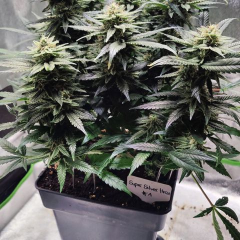 Super Silver Haze #1 growlog timeline photo