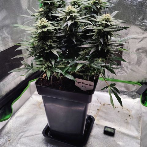Super Silver Haze #1 growlog timeline photo