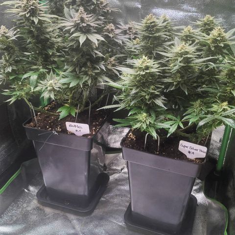 Super Silver Haze #1 growlog timeline photo