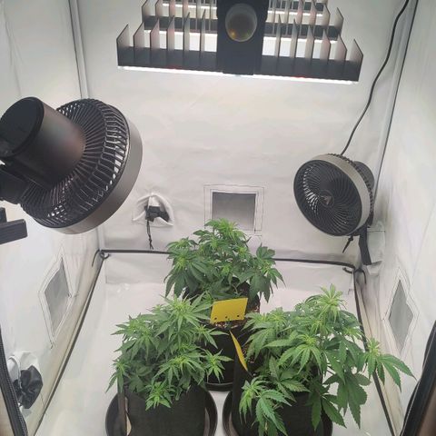 White Widow Automatic growlog photo: Nach LST und entlauben