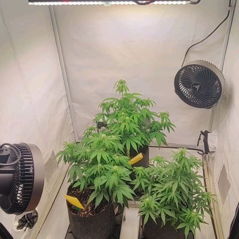 White Widow Automatic growlog timeline photo