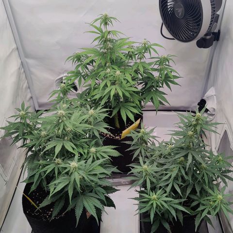 White Widow Automatic growlog timeline photo