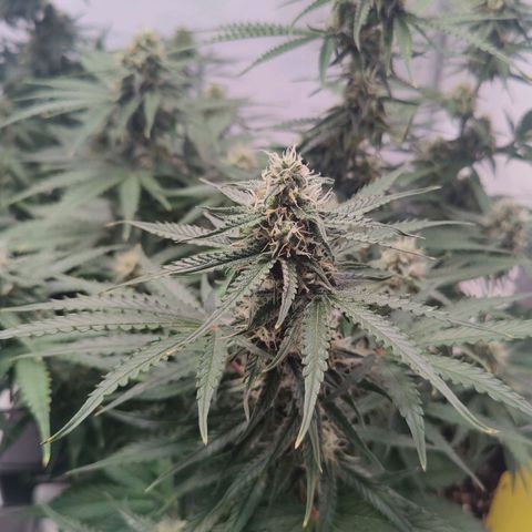 White Widow Automatic growlog timeline photo