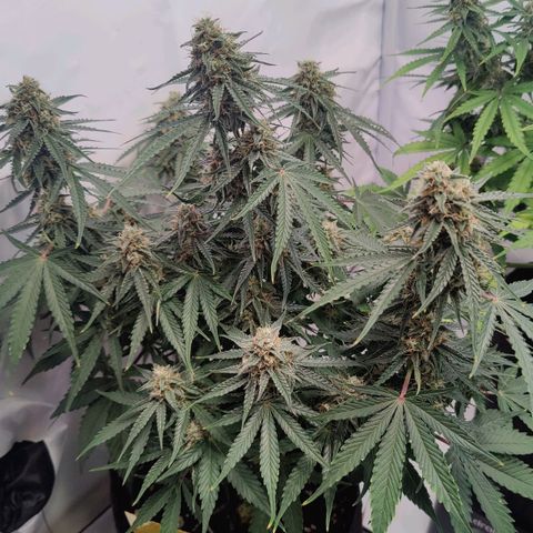 White Widow Automatic growlog timeline photo