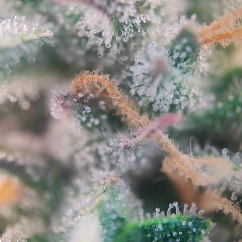 White Widow Automatic growlog photo: Die meisten Trichome sind noch durchsichtig. Wäre auch zu früh 
