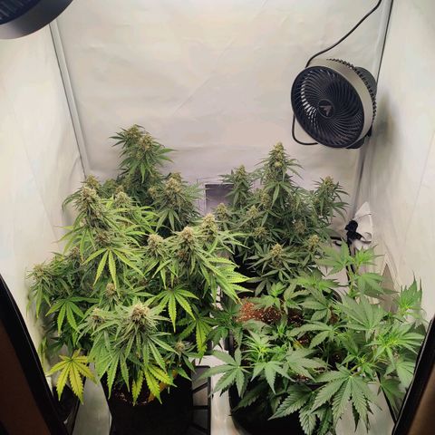 White Widow Automatic growlog timeline photo