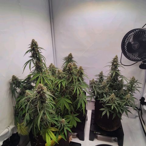 White Widow Automatic growlog timeline photo