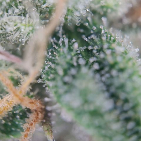 White Widow Automatic growlog timeline photo