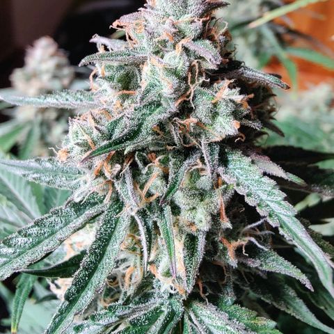 White Widow Automatic growlog timeline photo