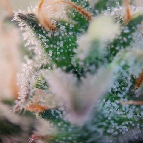 White Widow Automatic growlog timeline photo