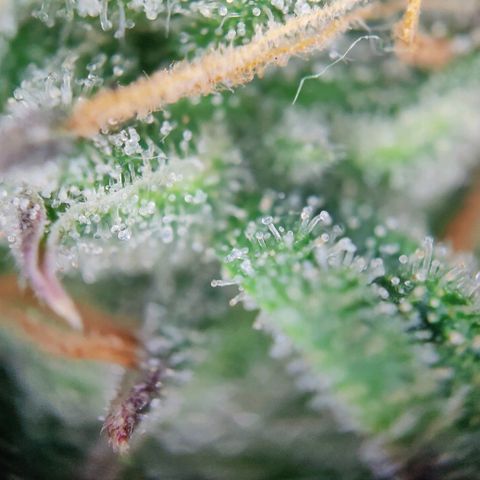 White Widow Automatic growlog timeline photo