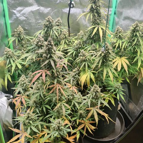 White Widow Automatic growlog timeline photo